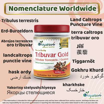 DivyaHerb Gokshura / Tribuvar Powder 100 gram - Natural Herbal Wellness