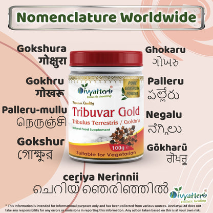 DivyaHerb Gokshura / Tribuvar Powder 100 gram - Natural Herbal Wellness