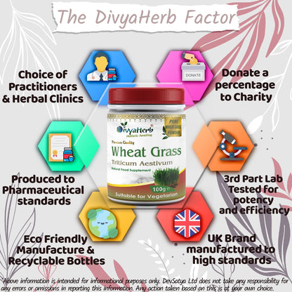 DivyaHerb Wheat Grass Powder 100 gram - Daily Vitality Support