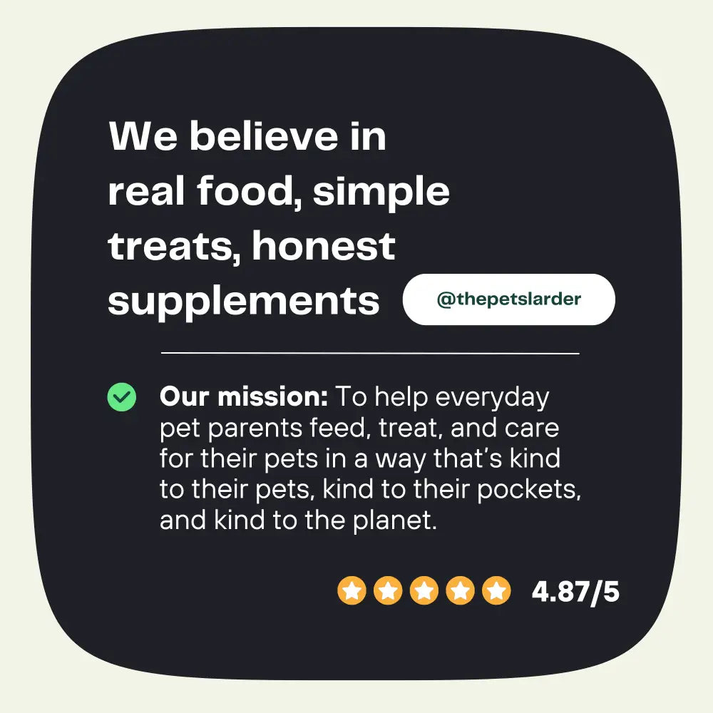 Pumpkin Powder for Dogs: Digestion Aid